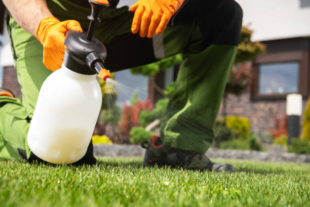 Best Flea Control Services  in Pontoon Beach, IL