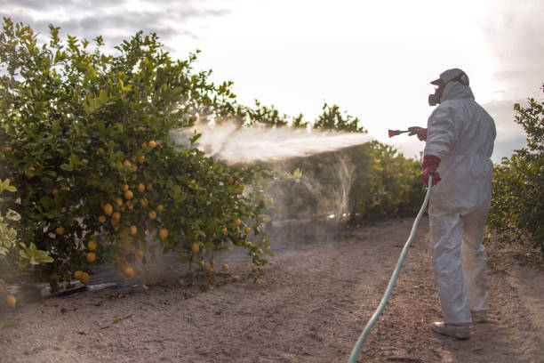 Best Emergency Pest Control  in Pontoon Beach, IL
