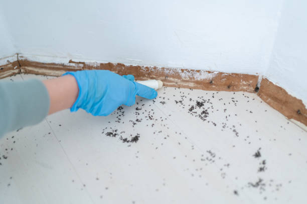 Best Ant Control Services  in Pontoon Beach, IL